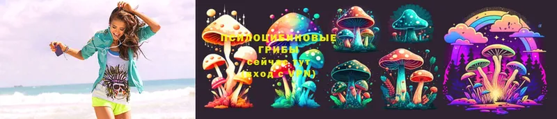 Галлюциногенные грибы Psilocybine cubensis  Тавда 